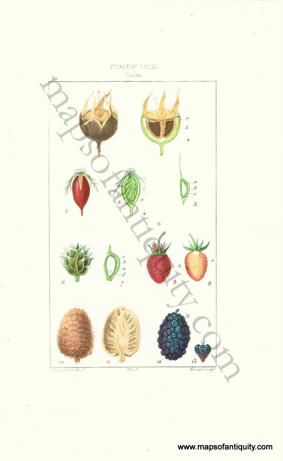 Antique-Hand-Colored-Lithograph-Fruits-Antique-Prints-Natural-History-Fruit-1841-Turpin-Maps-Of-Antiquity