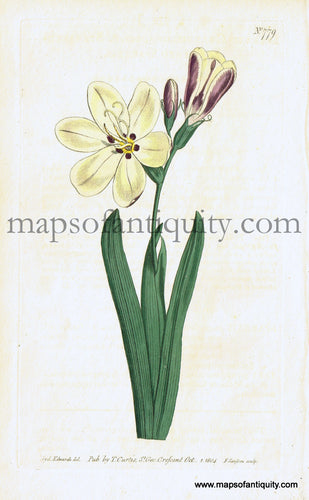 Antique-Hand-Colored-Print-Sparaxis-grandiflora-Antique-Prints-Natural-History-Botanical-1804-Curtis-Maps-Of-Antiquity