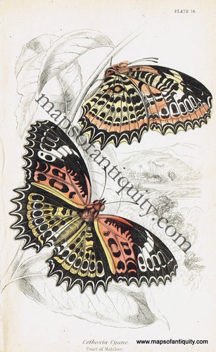 Antique-Hand-Colored-Print-Cethosia-cyane-Antique-Prints-Natural-History-Insects-1840-Duncan-Maps-Of-Antiquity