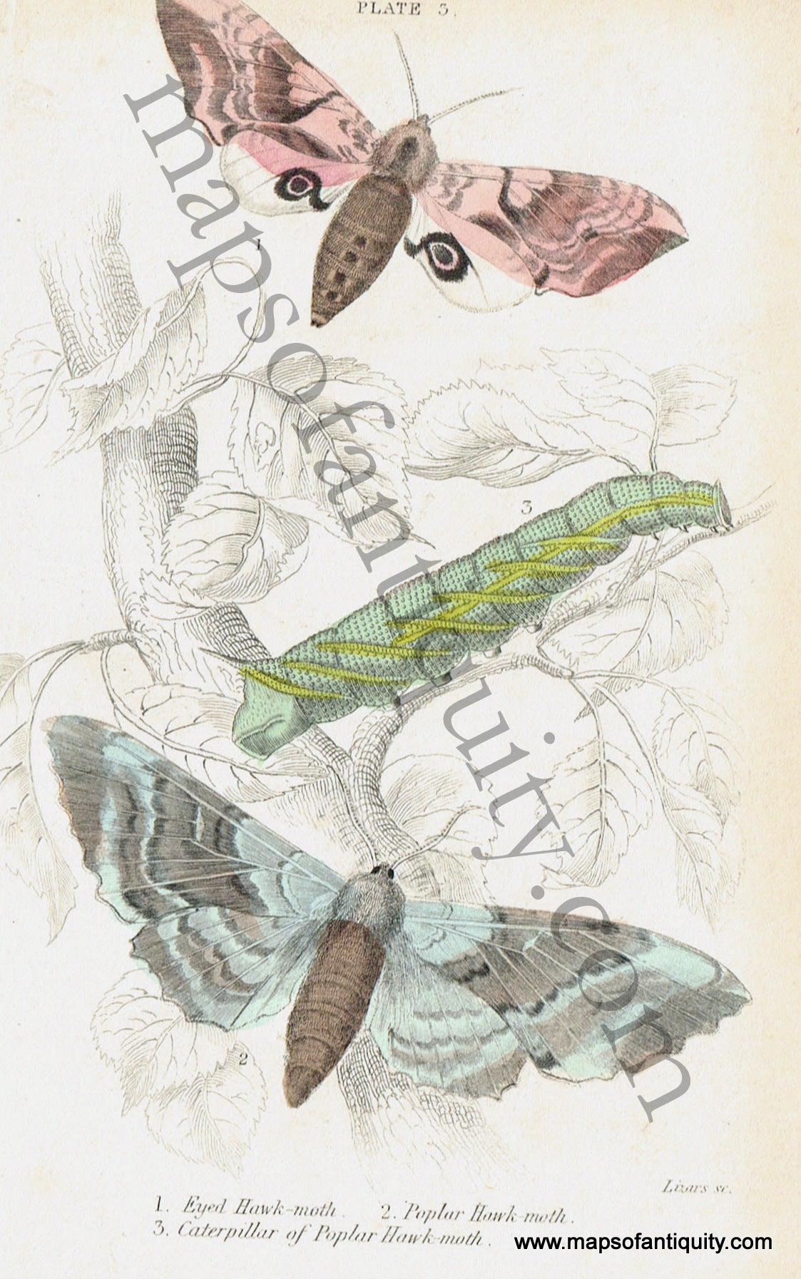 Antique-Hand-Colored-Print-Eyed-Hawk-moth-&-Poplar-Hawk-moth-Antique-Prints-Natural-History-Insects-1840-Duncan-Maps-Of-Antiquity