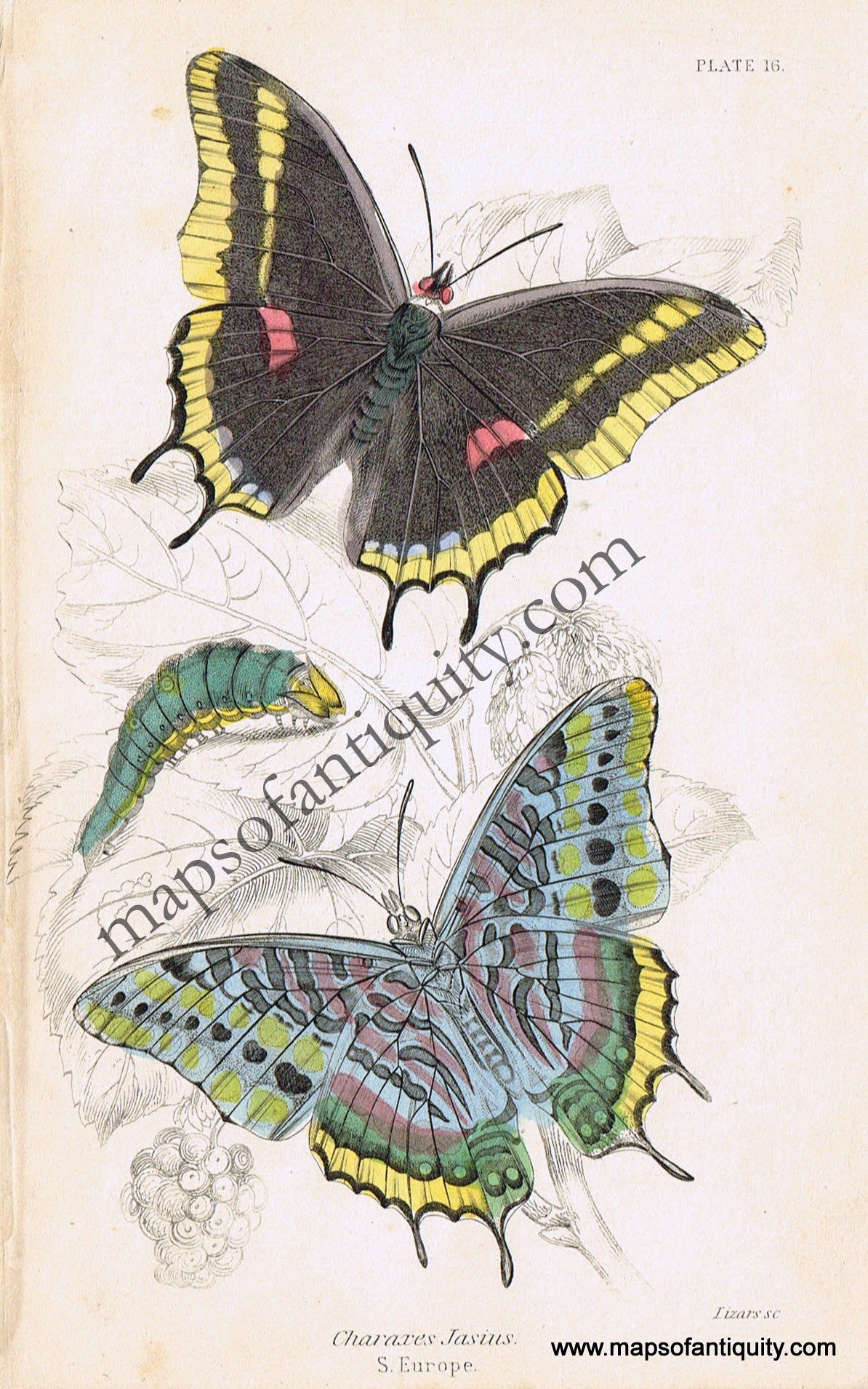 Antique-Hand-Colored-Print-Charaxes-jasius-Antique-Prints-Natural-History-Insects-1840-Duncan-Maps-Of-Antiquity