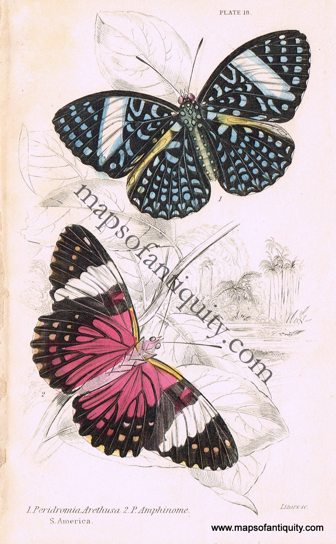 Antique-Hand-Colored-Print-Peridromia-arethusa-&-P.-amphinome-Antique-Prints-Natural-History-Insects-1840-Duncan-Maps-Of-Antiquity