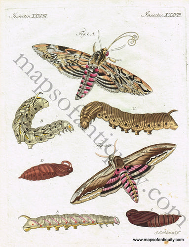 Antique-Hand-Colored-Print-Sphinx-convolvuli-&-Sphinx-ligustri-Antique-Prints-Natural-History-Insects-1790-Bertuch-Maps-Of-Antiquity