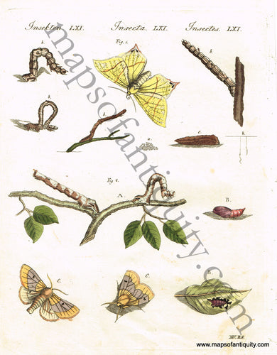 Antique-Hand-Colored-Print-Phalaena-Geometrra-sambucaria.-L.-&-Phalaena-Geometra-elinguara.-L.--Antique-Prints-Natural-History-Insects-1790-Bertuch-Maps-Of-Antiquity