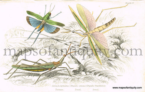 Antique-Hand-Colored-Print-Locusta-surinama-Truxalis-conicus-and-Truxalis-brasiliensis-Antique-Prints-Natural-History-Insects-1840-Duncan-Maps-Of-Antiquity