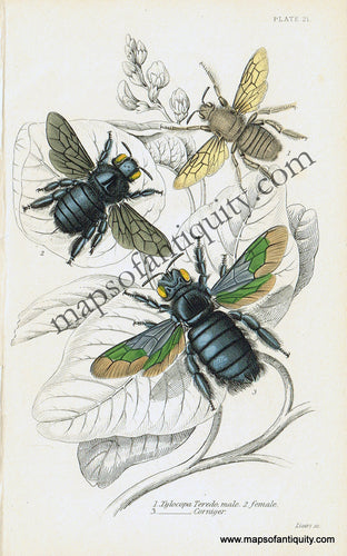 Antique-Hand-Colored-Print-Xylocopa-teredo-&-Xylocopa-corniger-Antique-Prints-Natural-History-Insects-1840-Duncan-Maps-Of-Antiquity