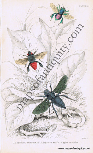 Antique-Hand-Colored-Print-Euglossa-surinamensis-Euglossa-analis-and-Aglae-caerulea-Antique-Prints-Natural-History-Insects-1840-Duncan-Maps-Of-Antiquity