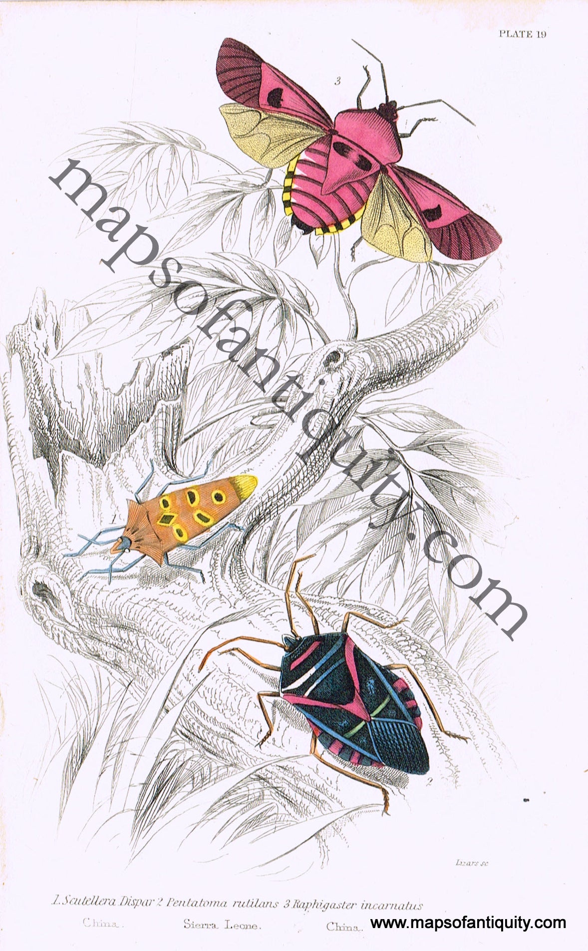 Antique-Hand-Colored-Print-Scutellera-dispar-Pentatoma-rutilans-and-Raphigaster-incarnatus-Antique-Prints-Natural-History-Insects-1840-Duncan-Maps-Of-Antiquity
