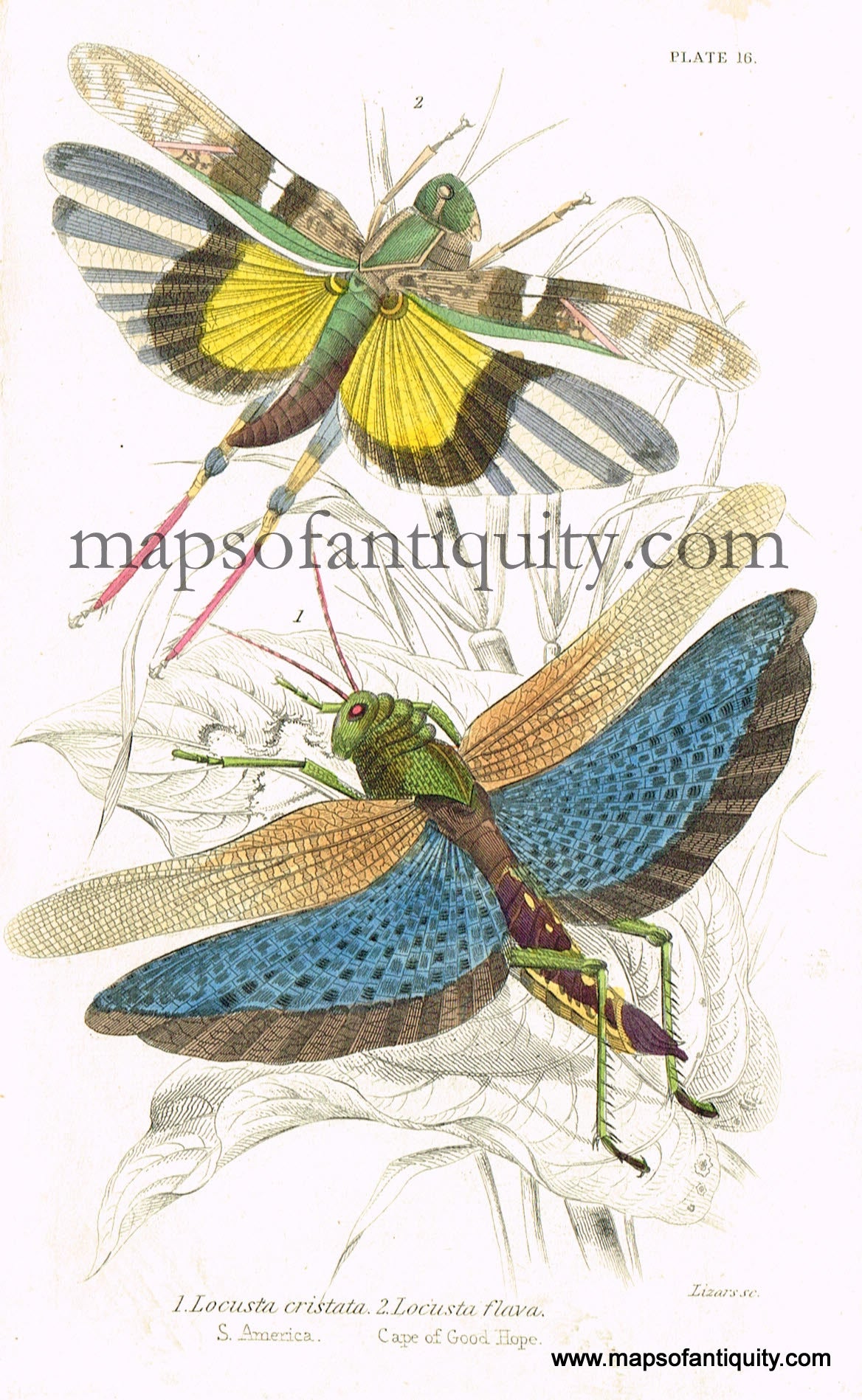 Antique-Hand-Colored-Print-Locusta-cristata-&-Locusta-flava-Antique-Prints-Natural-History-Insects-1840-Duncan-Maps-Of-Antiquity