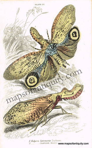 Antique-Hand-Colored-Print-Fulgora-laternaria-&-Fulgora-castresii-Antique-Prints-Natural-History-Insects-1840-Duncan-Maps-Of-Antiquity