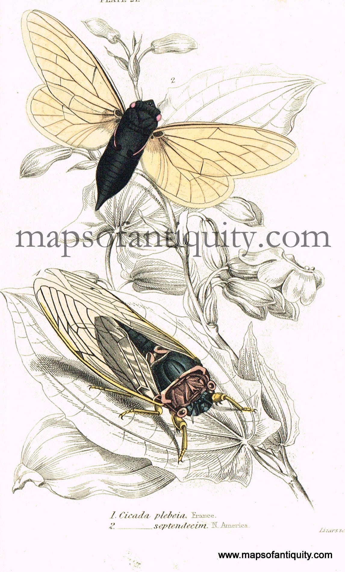 Antique-Hand-Colored-Print-Cicada-plebeia-&-Cicada-septendecim-Antique-Prints-Natural-History-Insects-1840-Duncan-Maps-Of-Antiquity