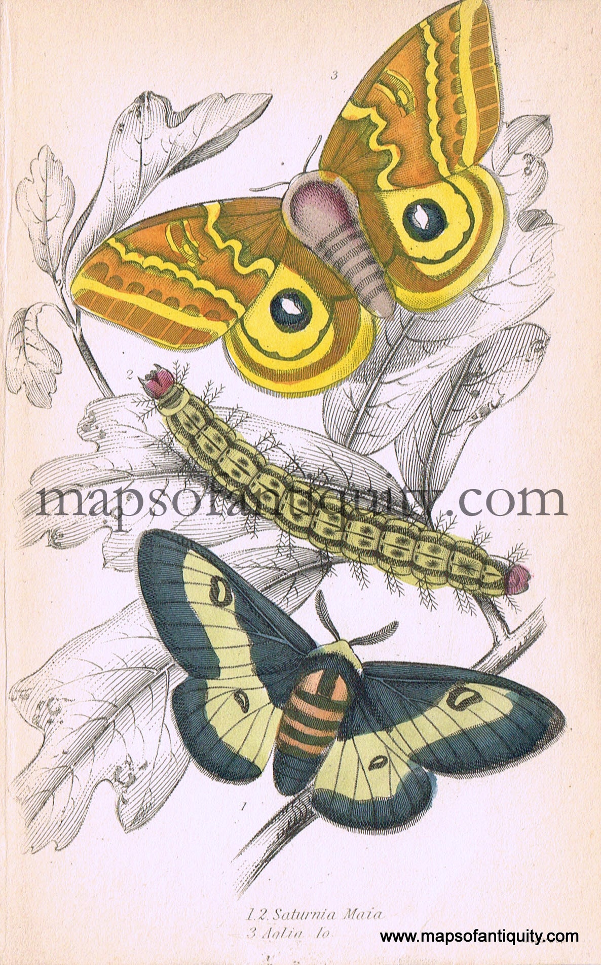 Antique-Hand-Colored-Print-Saturnia-maia-&-Aglia-Io.-Antique-Prints-Natural-History-Insects-1840-Duncan-Maps-Of-Antiquity