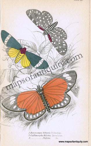 Antique-Hand-Colored-Print-Hypercampa-sybaris-Callimorpha-helcita-and-Callimorpha-phileta-Antique-Prints-Natural-History-Insects-1840-Duncan-Maps-Of-Antiquity