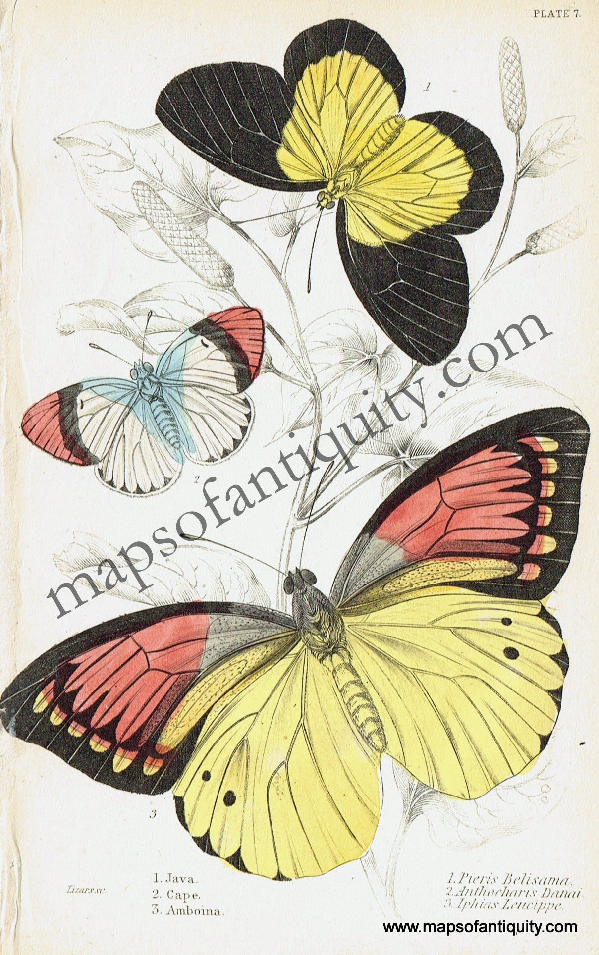 Antique-Hand-Colored-Print-Pieris-belisama-Anthocharis-danai-and-Iphias-leucippe-Antique-Prints-Natural-History-Insects-1840-Duncan-Maps-Of-Antiquity