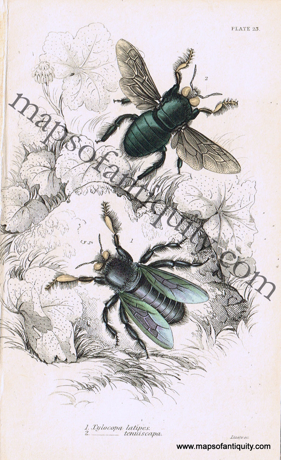 Antique-Hand-Colored-Print-Xylocopa-latipes-&-Xylocopa-tenuiscapa-Antique-Prints-Natural-History-Insects-1840-Duncan-Maps-Of-Antiquity