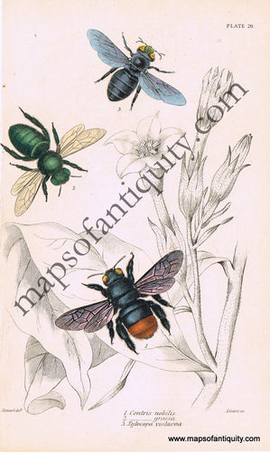 Antique-Hand-Colored-Print-Centris-nobilis-Centris-grossa-&-Xylocopa-violacea-Antique-Prints-Natural-History-Insects-1840-Duncan-Maps-Of-Antiquity