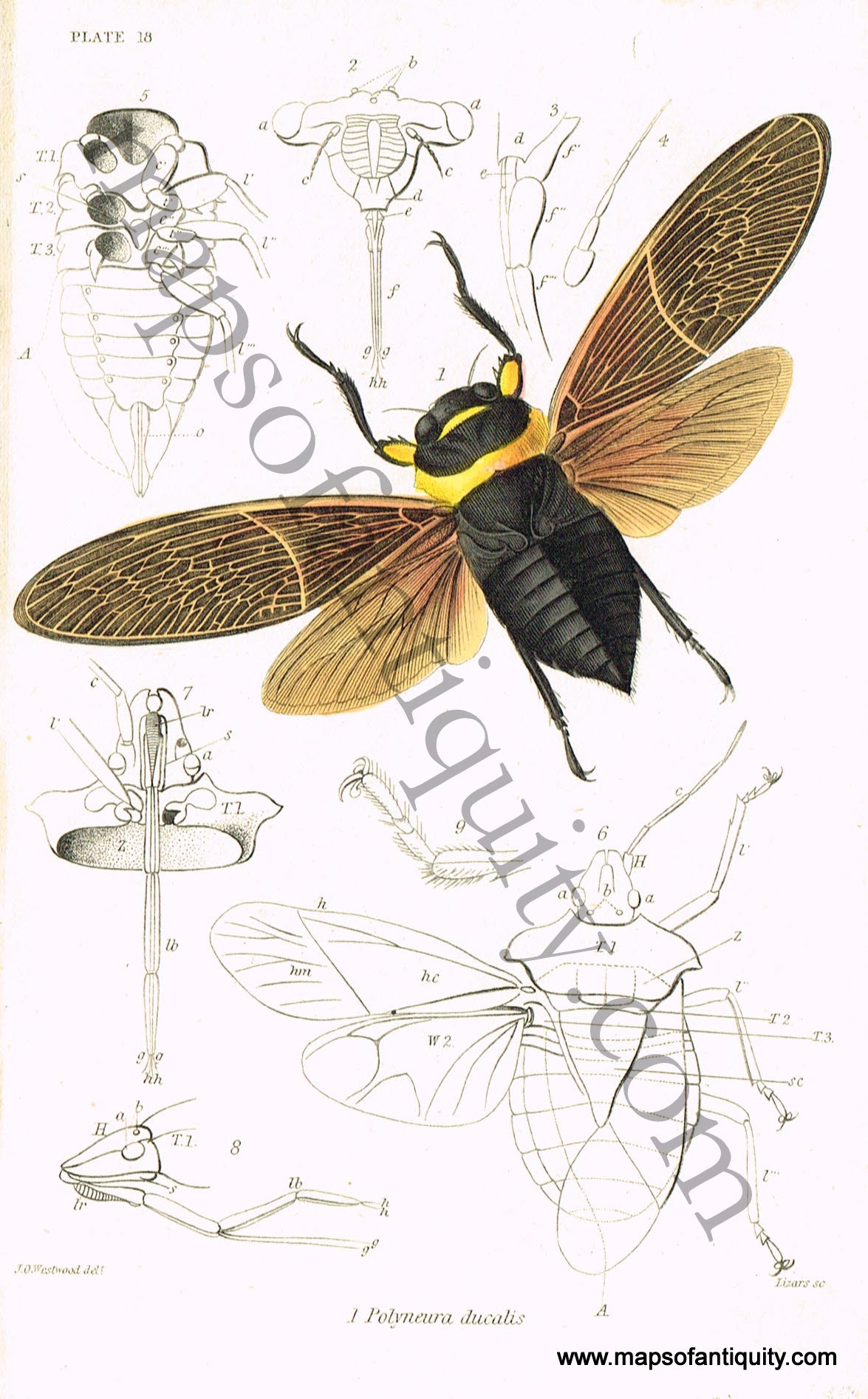 Antique-Hand-Colored-Print-Polyneura-ducalis-Antique-Prints-Natural-History-Insects-1840-Duncan-Maps-Of-Antiquity