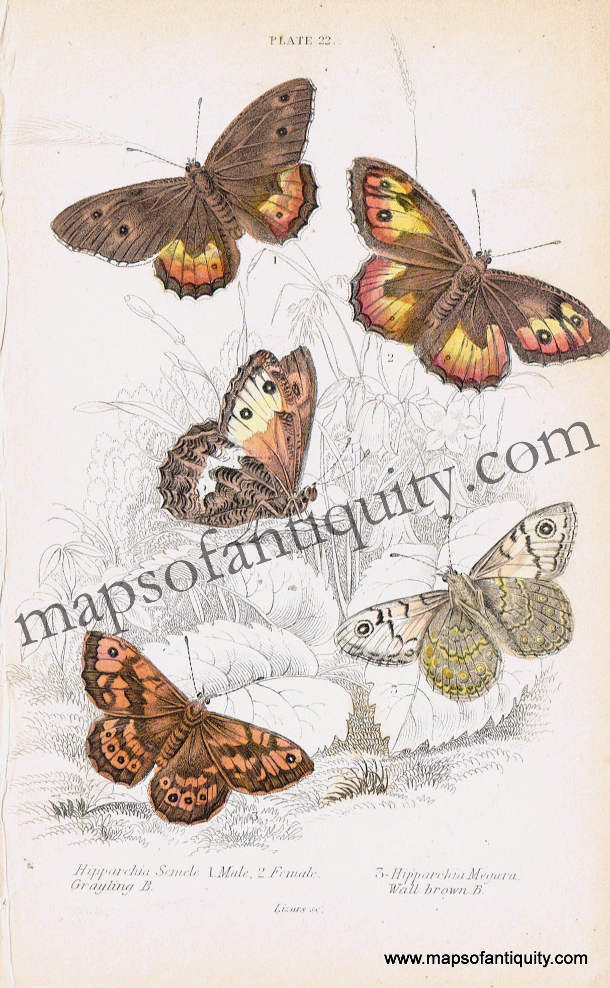 Antique-Hand-Colored-Print-Hipparchia-semele-&-Hipparchia-megara-Antique-Prints-Natural-History-Insects-1840-Duncan-Maps-Of-Antiquity
