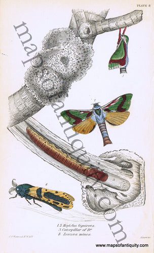 Antique-Hand-Colored-Print-Heptolus-lignivora-Caterpillar-of-D-o.-&-Zeuzera-minea-Antique-Prints-Natural-History-Insects-1840-Duncan-Maps-Of-Antiquity