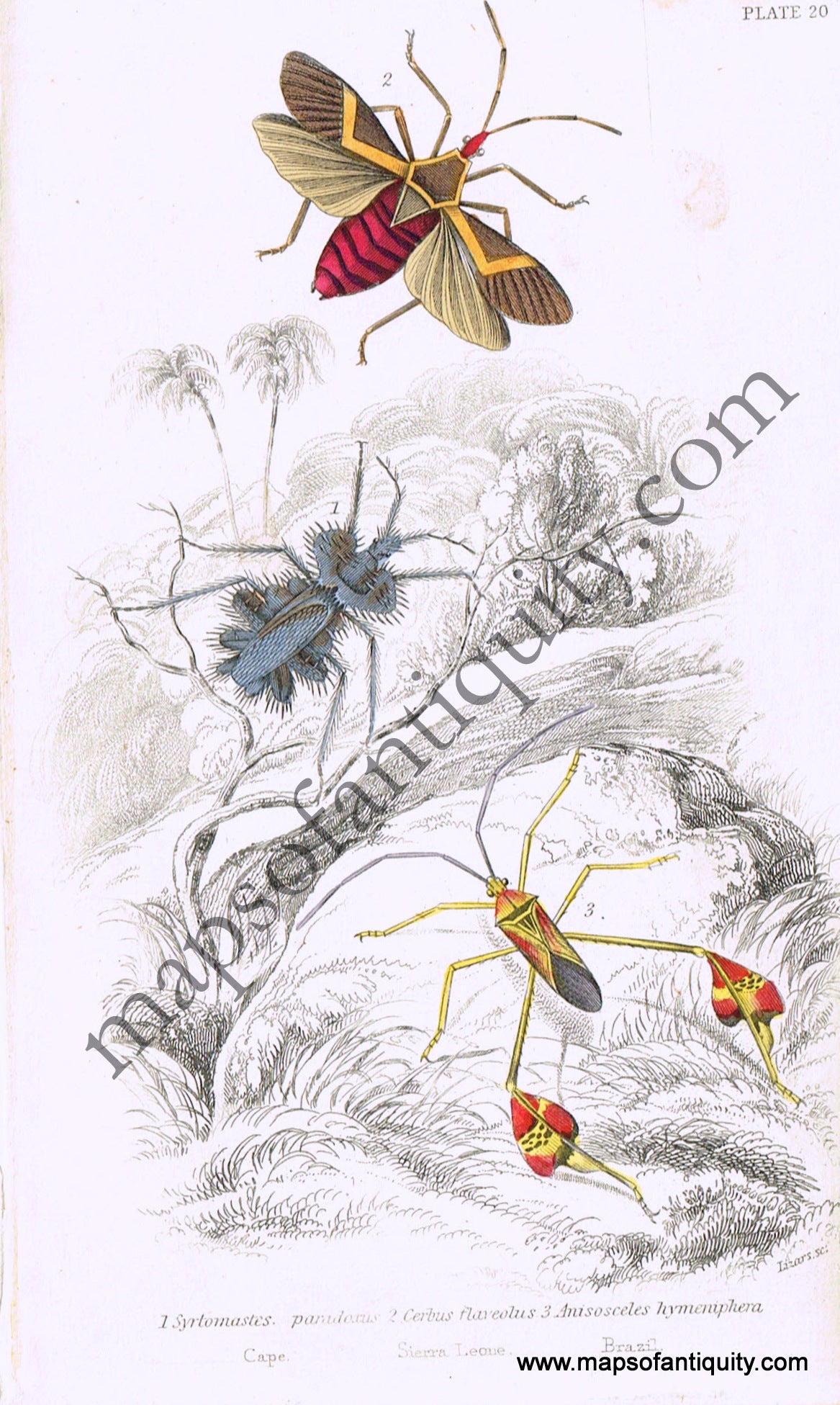 Antique-Hand-Colored-Print-Syrtomastes-paradoxus-Cerbus-flaveobus-&-Anisosceles-hymeniphera-Antique-Prints-Natural-History-Insects-1840-Duncan-Maps-Of-Antiquity