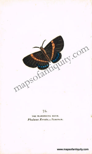 Antique-Hand-Colored-Engraved-Illustration-The-Wandering-Moth-Antique-Prints-Natural-History-Insects-1832-Brown-Maps-Of-Antiquity