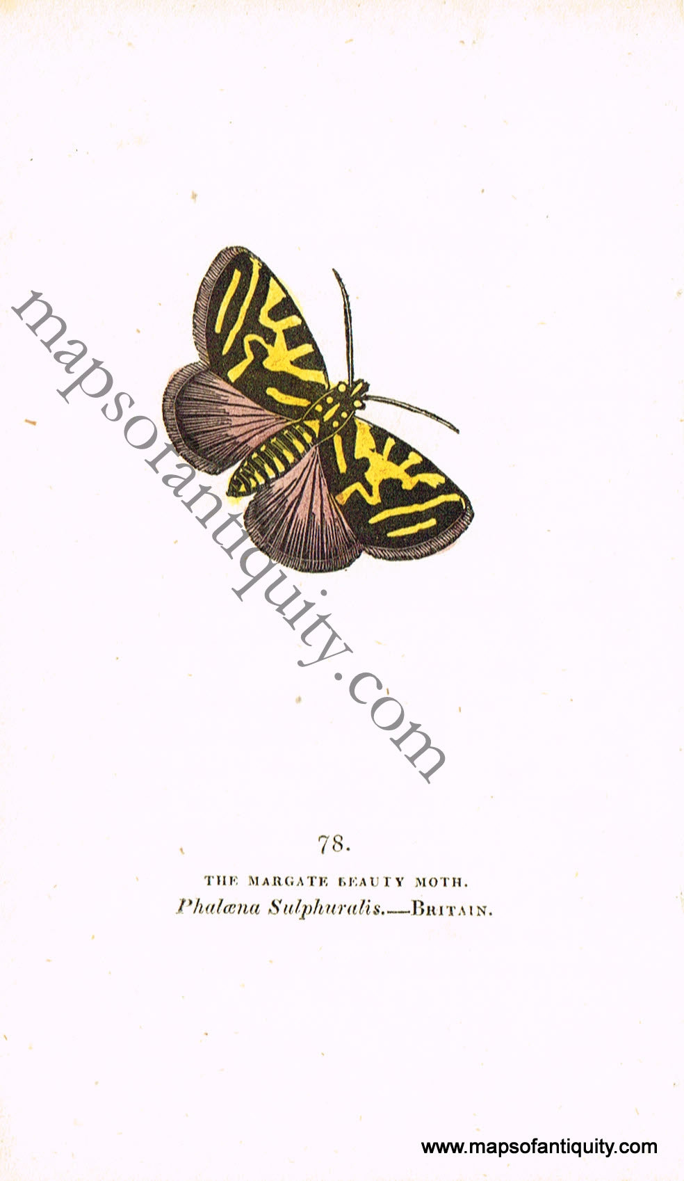 Antique-Hand-Colored-Engraved-Illustration-The-Margate-Beauty-Moth-Antique-Prints-Natural-History-Insects-1832-Brown-Maps-Of-Antiquity