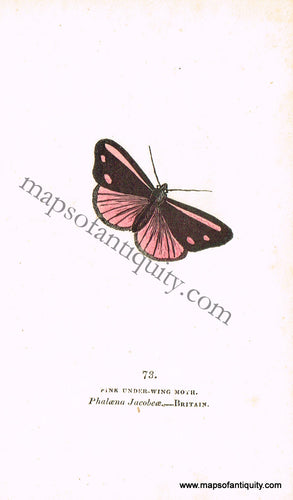 Antique-Hand-Colored-Engraved-Illustration-Pink-Under-Wing-Moth-Antique-Prints-Natural-History-Insects-1832-Brown-Maps-Of-Antiquity