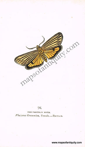 Antique-Hand-Colored-Engraved-Illustration-The-Footman-Moth-Antique-Prints-Natural-History-Insects-1832-Brown-Maps-Of-Antiquity