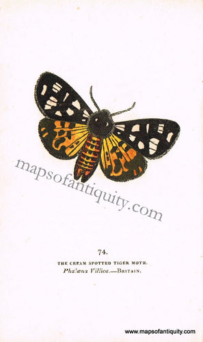 Antique-Hand-Colored-Engraved-Illustration-The-Cream-Spotted-Tiger-Moth-Antique-Prints-Natural-History-Insects-1832-Brown-Maps-Of-Antiquity