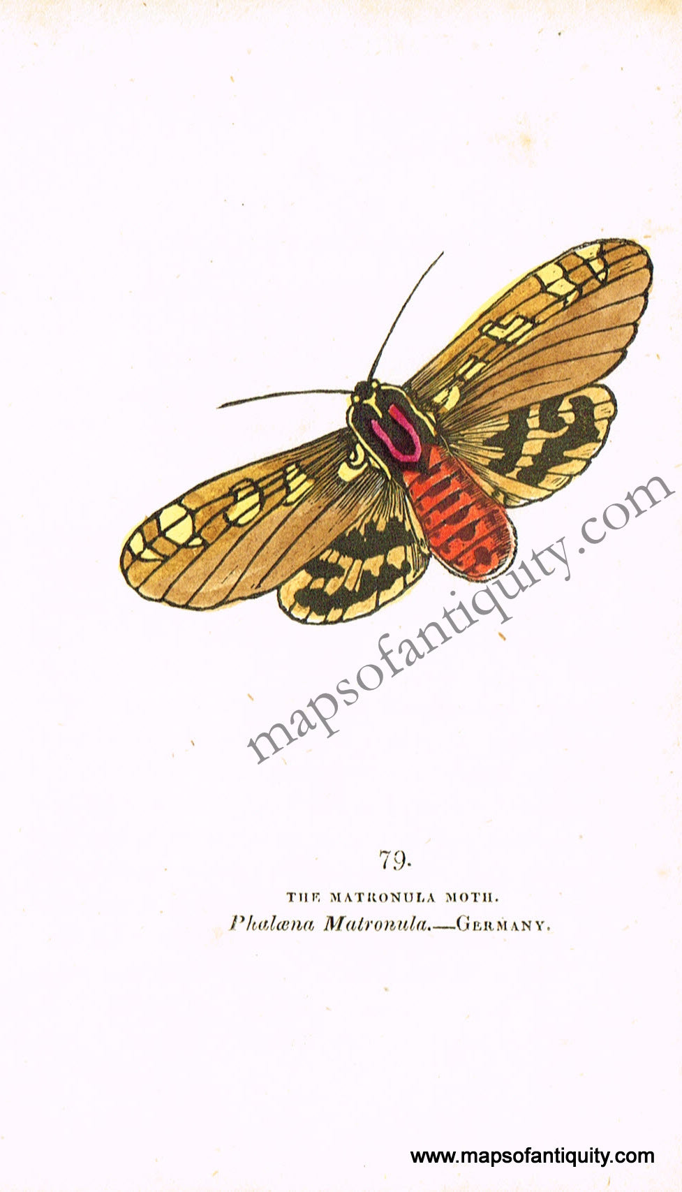 Antique-Hand-Colored-Engraved-Illustration-The-Matronula-Moth-Antique-Prints-Natural-History-Insects-1832-Brown-Maps-Of-Antiquity