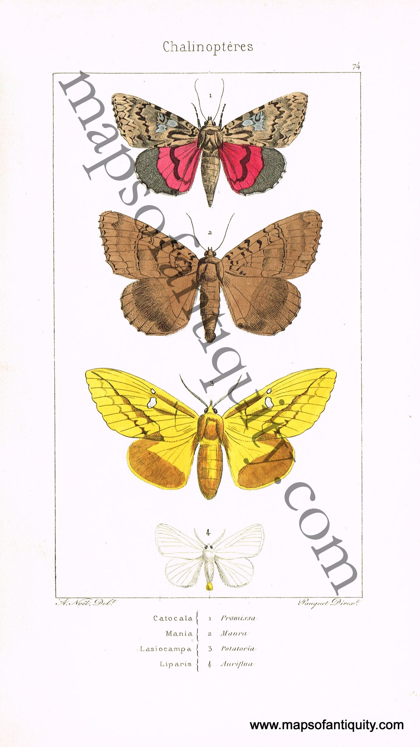 Antique-Hand-Colored-Print-Catocala-promissa-Mania-maura-Lasiocampa-potatoria-&-Liparis-auriflua-Antique-Prints-Natural-History-Insects-1864-Lucas-Maps-Of-Antiquity