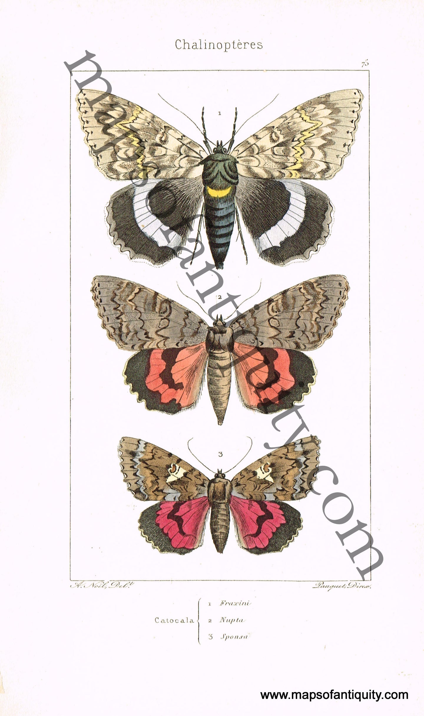 Antique-Hand-Colored-Print-Catocala-fraxinia-Catocala-nupta-&-Catocala-sponsa-Antique-Prints-Natural-History-Insects-1864-Lucas-Maps-Of-Antiquity