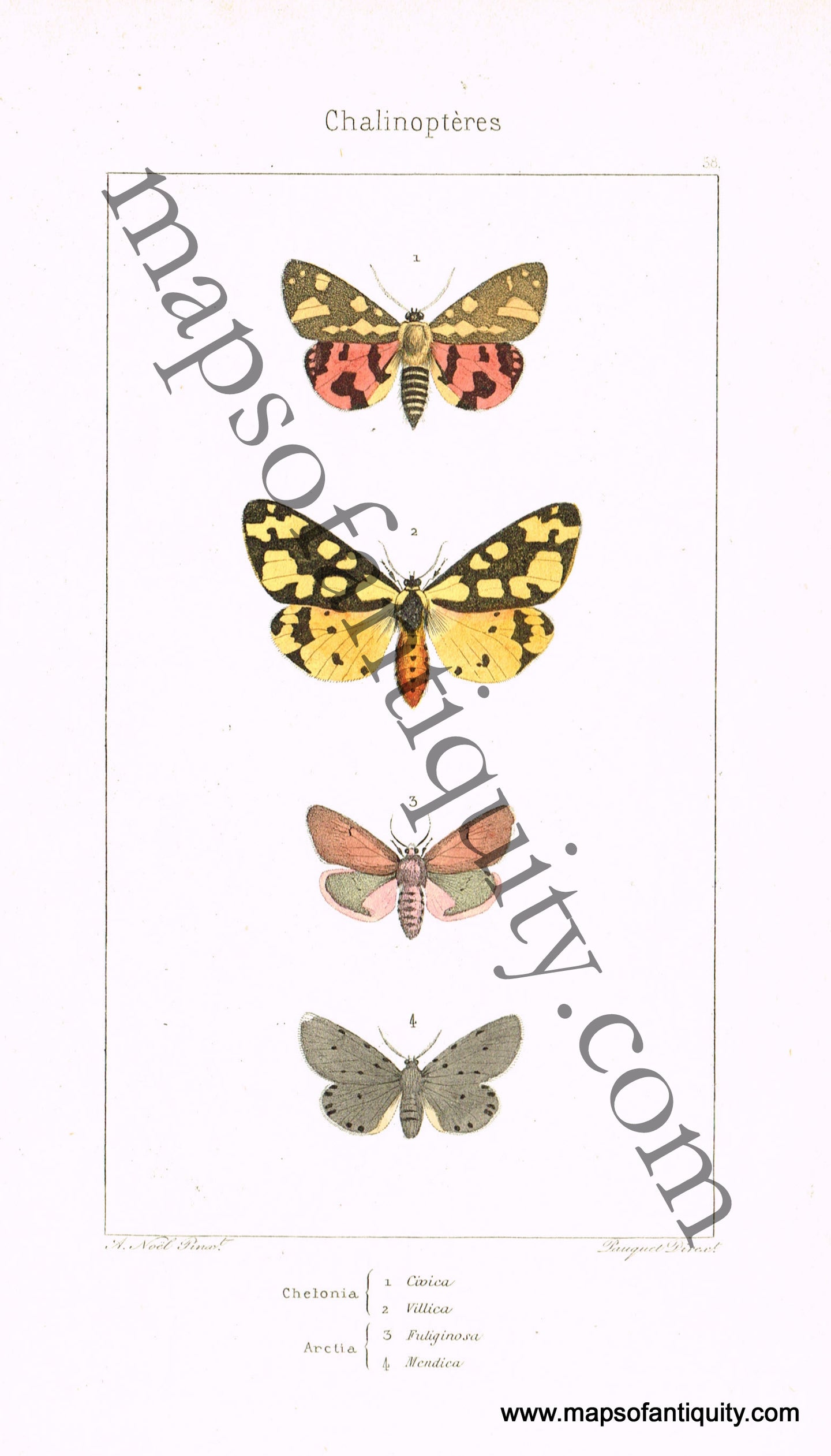 Antique-Hand-Colored-Print-Chelonia-civica-Chelonia-villica-Arctia-fuliginosa-&-Arctia-mendica-Antique-Prints-Natural-History-Insects-1864-Lucas-Maps-Of-Antiquity