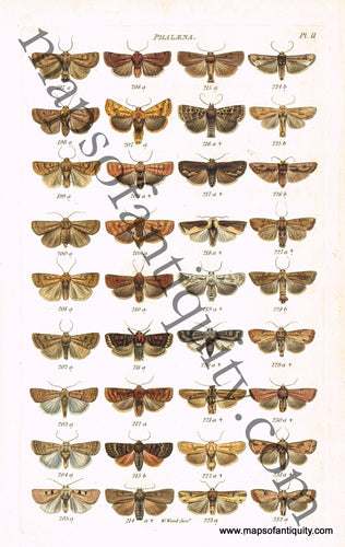 Antique-Hand-Colored-Engraved-Illustration-Phalaena-Moths-Antique-Prints-Natural-History-Insects-1839-Wood-Maps-Of-Antiquity