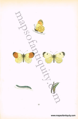 Antique-Hand-Colored-Print-Orange-Tip-Butterfly-Antique-Prints-Natural-History-Insects-c.-1880-Morris-Maps-Of-Antiquity