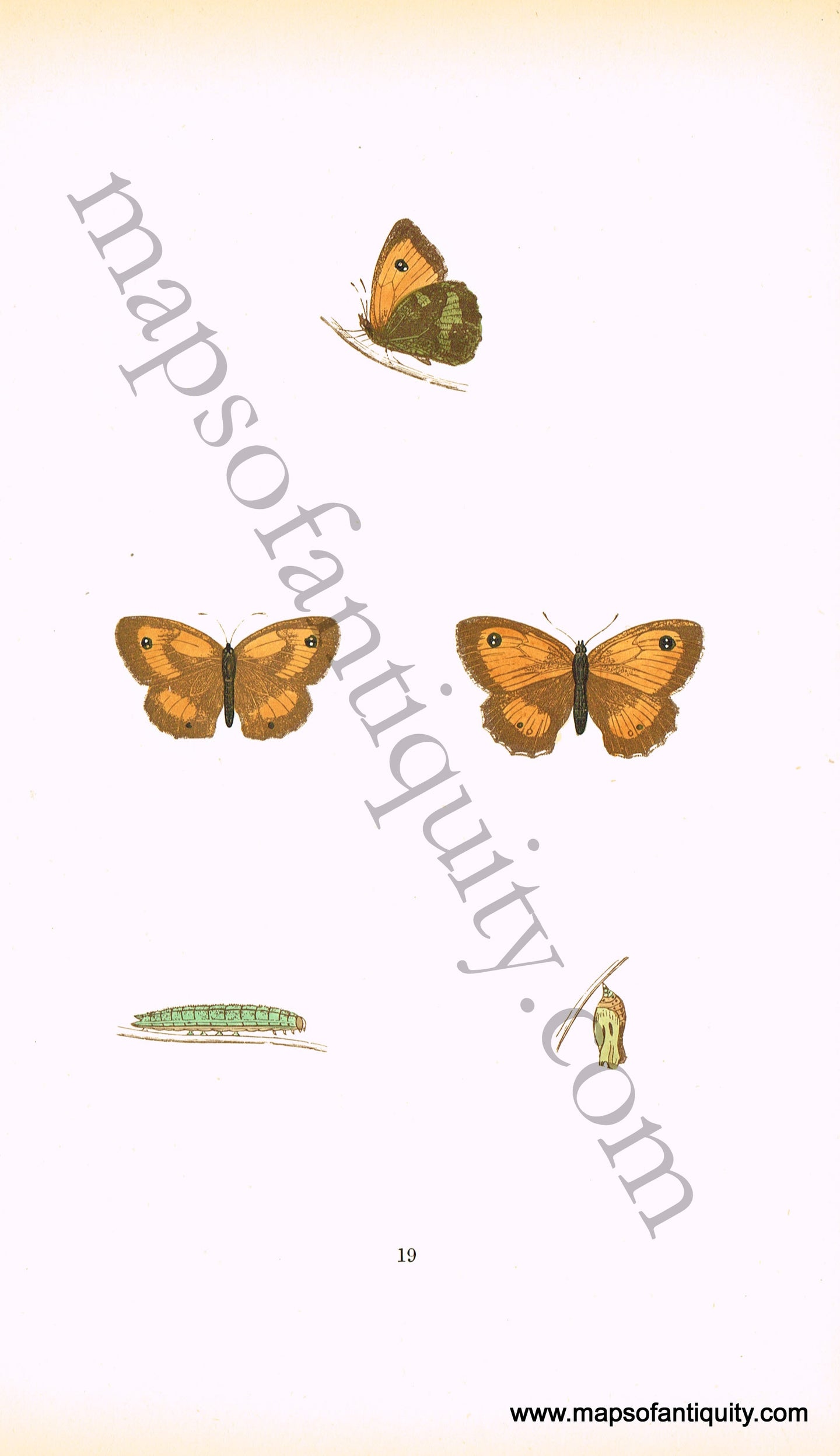 Antique-Hand-Colored-Print-Small-Meadow-Brown-Butterfly-Antique-Prints-Natural-History-Insects-c.-1880-Morris-Maps-Of-Antiquity