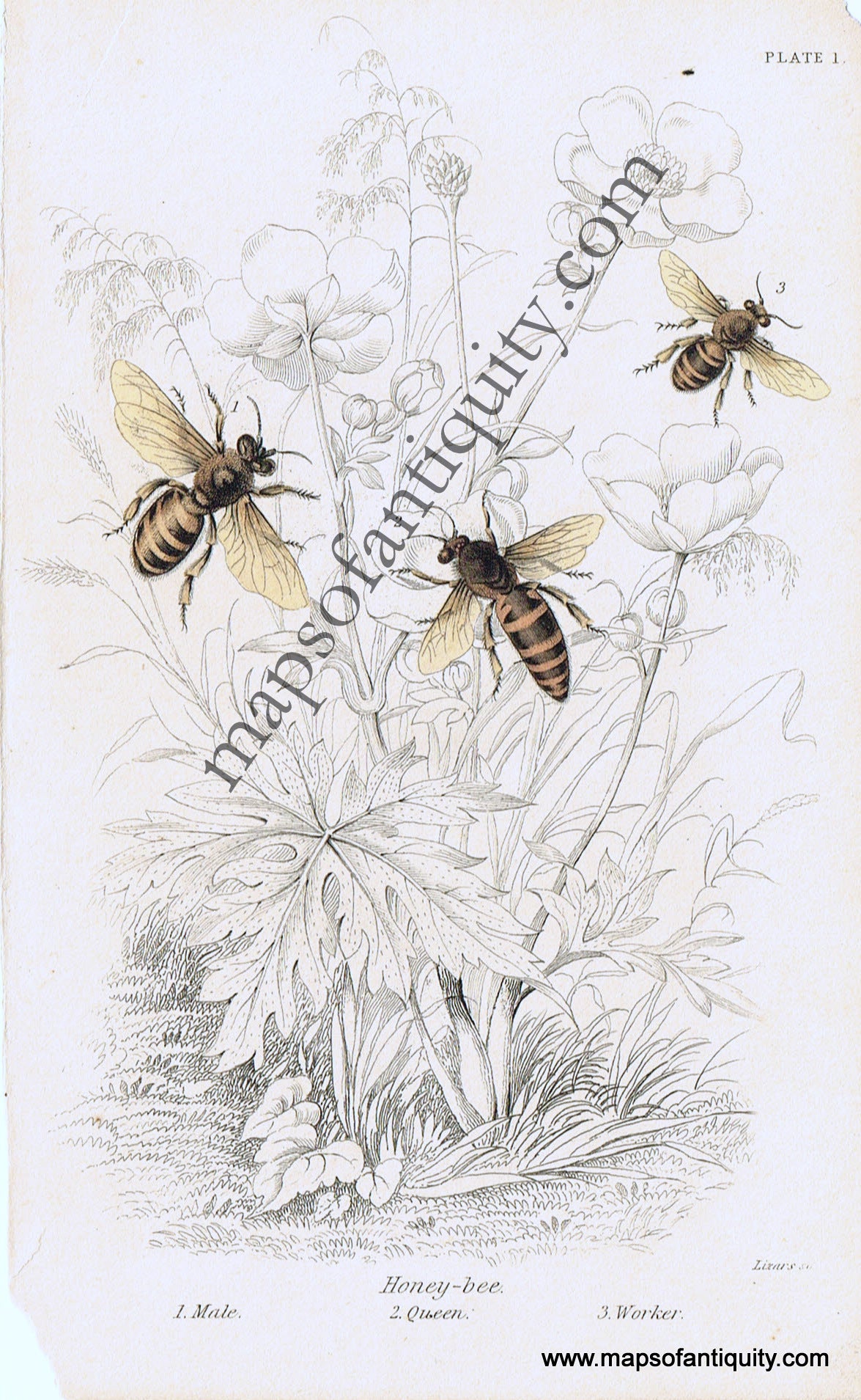 Antique-Hand-Colored-Print-Honey-bee--Antique-Prints-Natural-History-Insects-1840-Duncan-Maps-Of-Antiquity