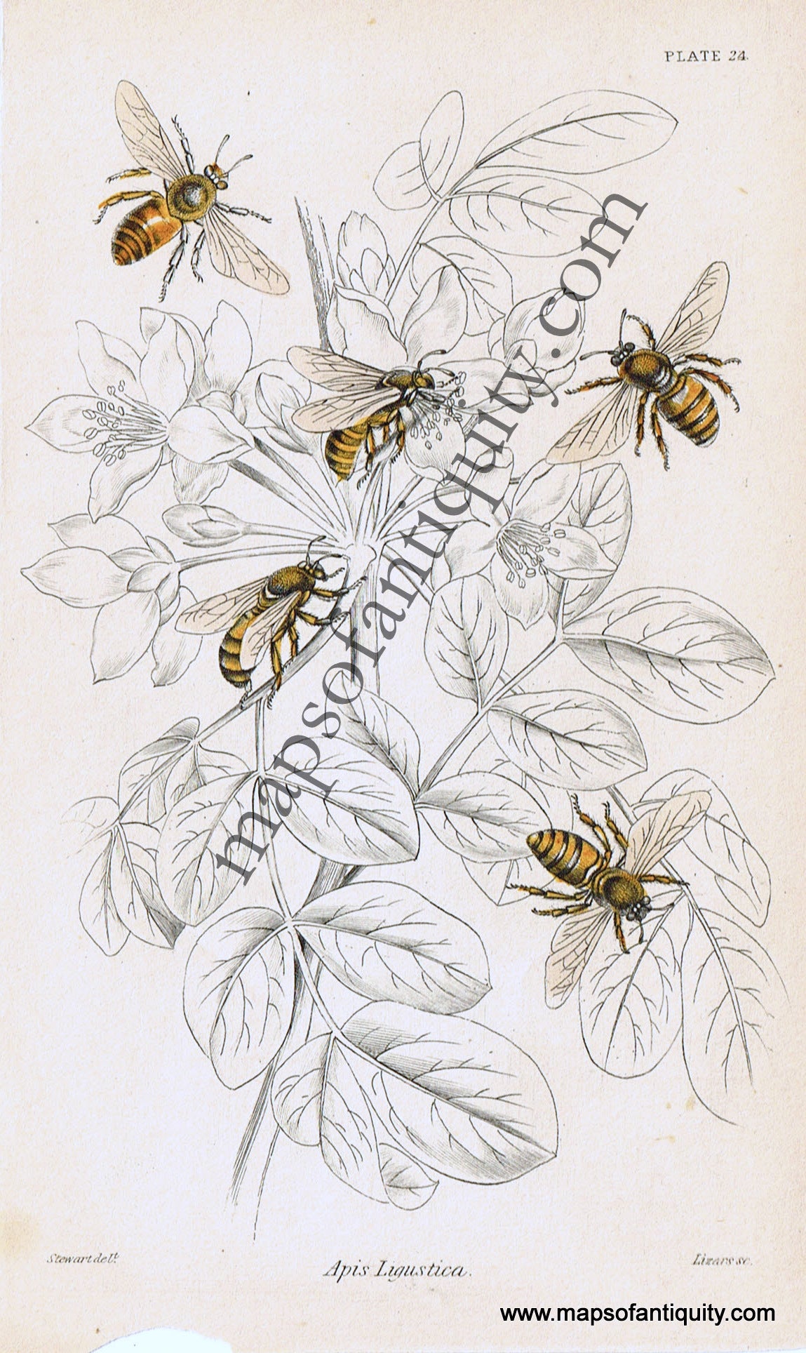 Antique-Hand-Colored-Print-Apis-ligustica-Antique-Prints-Natural-History-Insects-1840-Duncan-Maps-Of-Antiquity