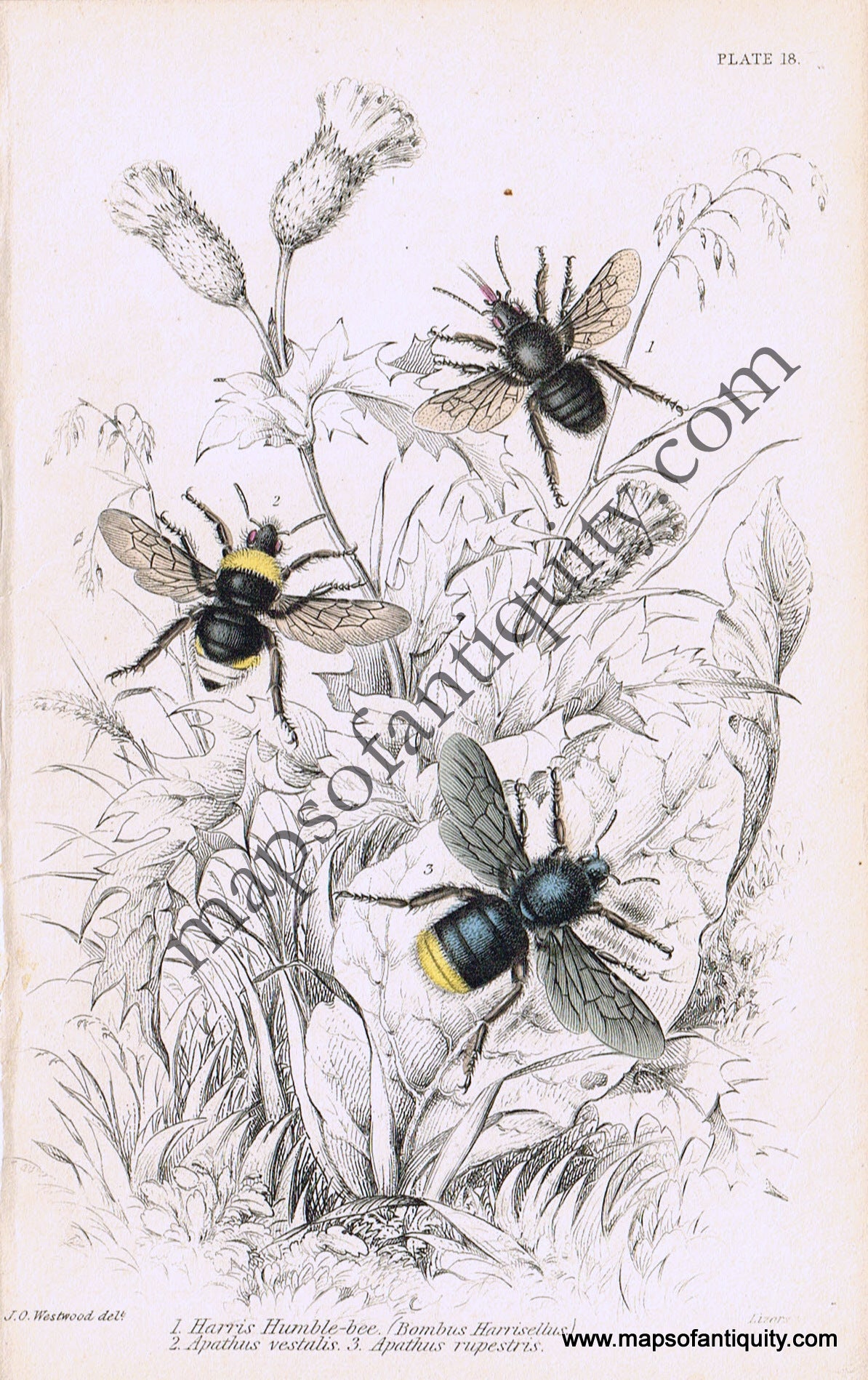 Antique-Hand-Colored-Print-Bombus-harrisellus-Apathus-vestalis-&-Apathis-rupestris-Antique-Prints-Natural-History-Insects-1840-Duncan-Maps-Of-Antiquity
