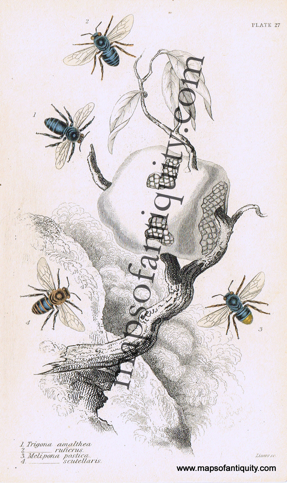 Antique-Hand-Colored-Print-Trigona-amalthea-Trigona-ruficrus-Melipona-postica-Melipona-scutellaris-Antique-Prints-Natural-History-Insects-1840-Duncan-Maps-Of-Antiquity
