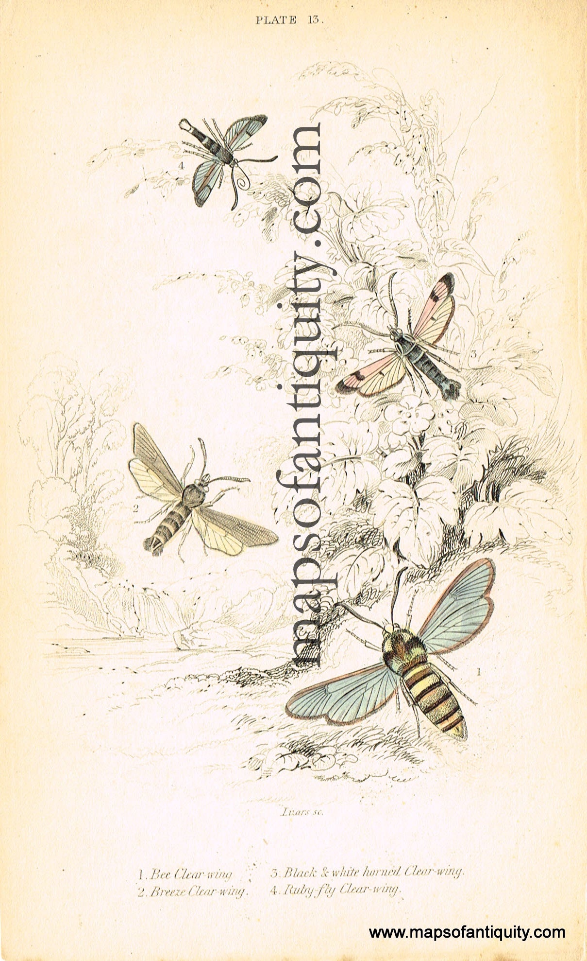 Antique-Hand-Colored-Print-Bee-Clear-wing-Breeze-Clear-wing-Black-&-white-horned-Clear-wing-and-Ruby-fly-Clear-wing-Antique-Prints-Natural-History-Insects-1840-Duncan-Maps-Of-Antiquity