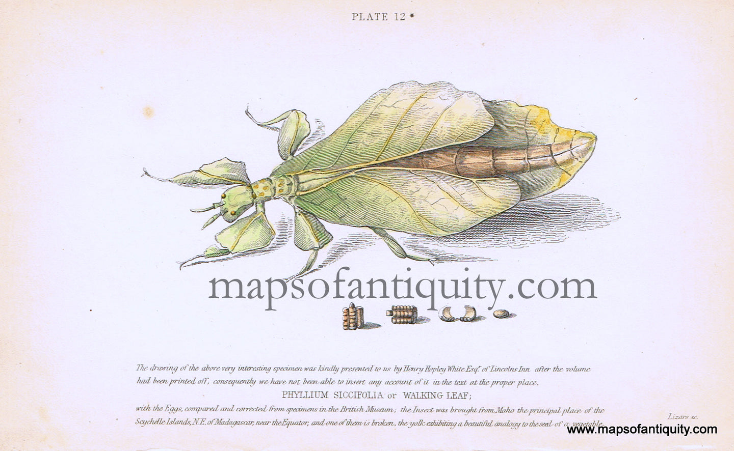 Antique-Hand-Colored-Print-Phyllium-siccifolia-or-Walking-Leaf-Antique-Prints-Natural-History-Insects-1840-White-Maps-Of-Antiquity