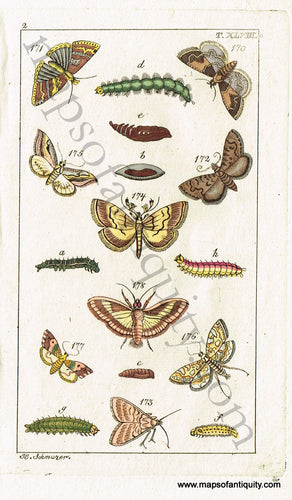 Antique-Hand-Colored-Engraved-Illustration-Butterfly/Moth-Life-Cycles-Antique-Prints-Natural-History-Insects-c.-1800--Maps-Of-Antiquity