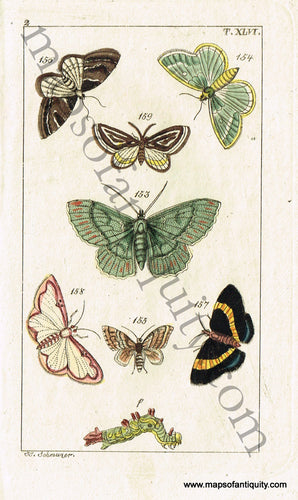 Antique-Hand-Colored-Engraved-Illustration-Butterfly/Moth-Life-Cycles-Antique-Prints-Natural-History-Insects-c.-1800--Maps-Of-Antiquity