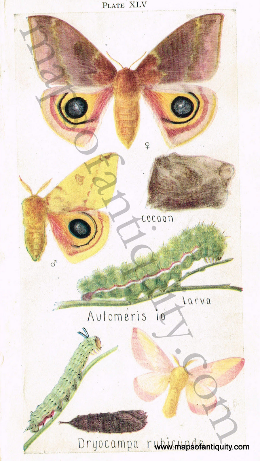 Antique-Chromolithograph-Print-Automeris-io-&-Dryocampa-rubicunda-Antique-Prints-Natural-History-Insects-c.-1880--Maps-Of-Antiquity