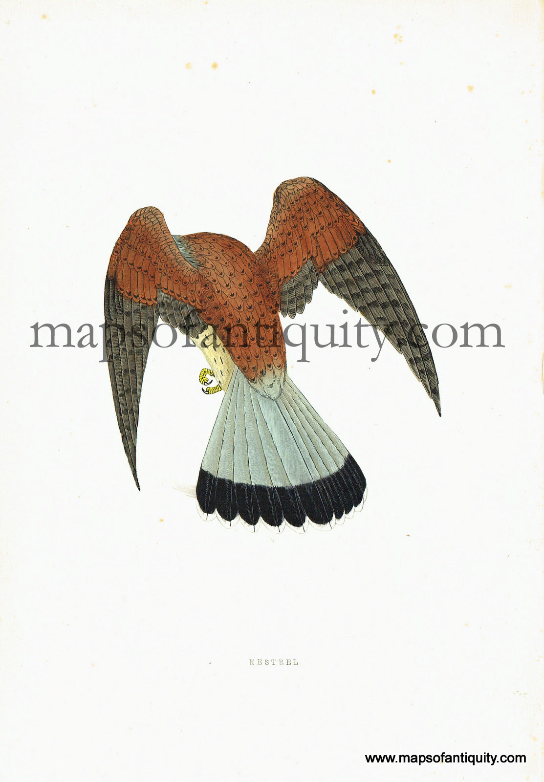 Antique-Hand-Colored-Engraved-Illustration-Kestrel-Antique-Prints-Natural-History-Birds-c.-1860-Morris-Maps-Of-Antiquity