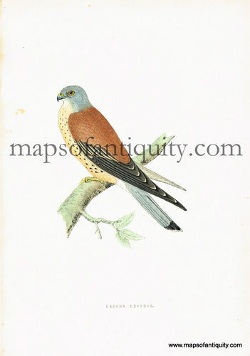Antique-Hand-Colored-Engraved-Illustration-Lesser-Kestrel-Antique-Prints-Natural-History-Birds-c.-1860-Morris-Maps-Of-Antiquity