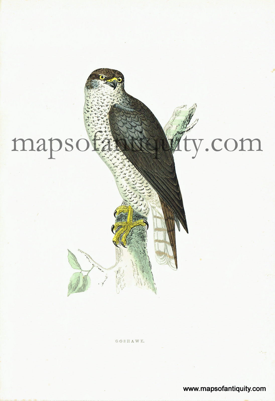 Antique-Hand-Colored-Engraved-Illustration-Goshawk-Antique-Prints-Natural-History-Birds-c.-1860-Morris-Maps-Of-Antiquity