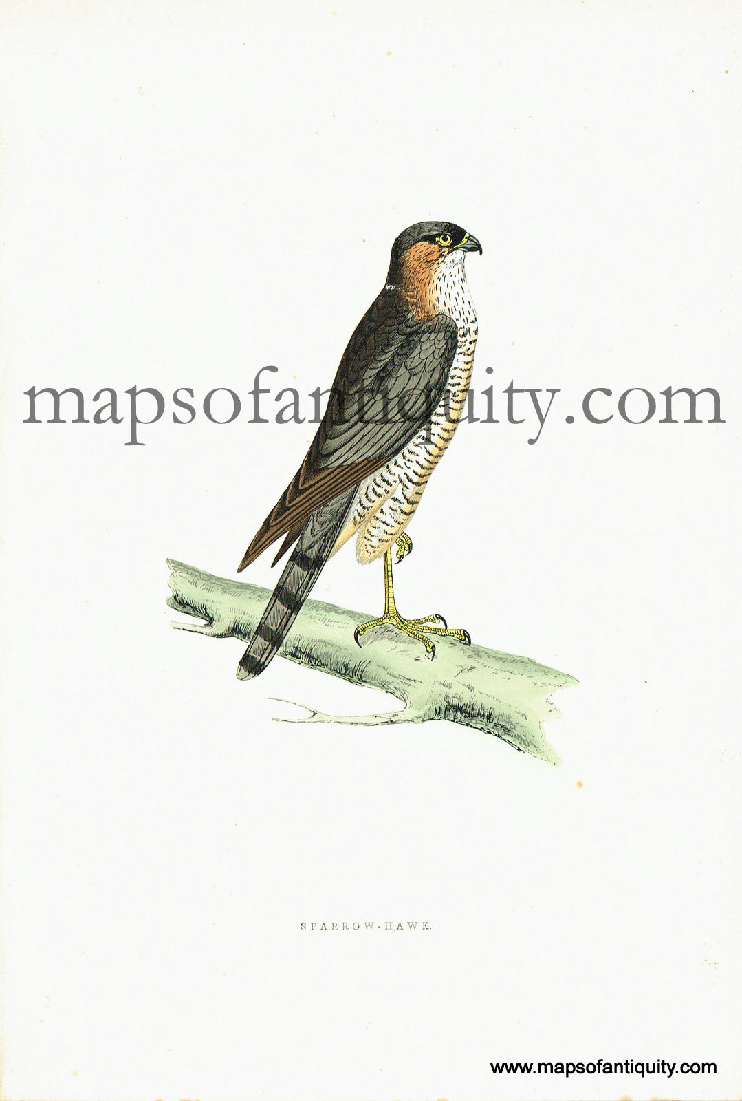 Antique-Hand-Colored-Engraved-Illustration-Sparrow-hawk-Antique-Prints-Natural-History-Birds-c.-1860-Morris-Maps-Of-Antiquity