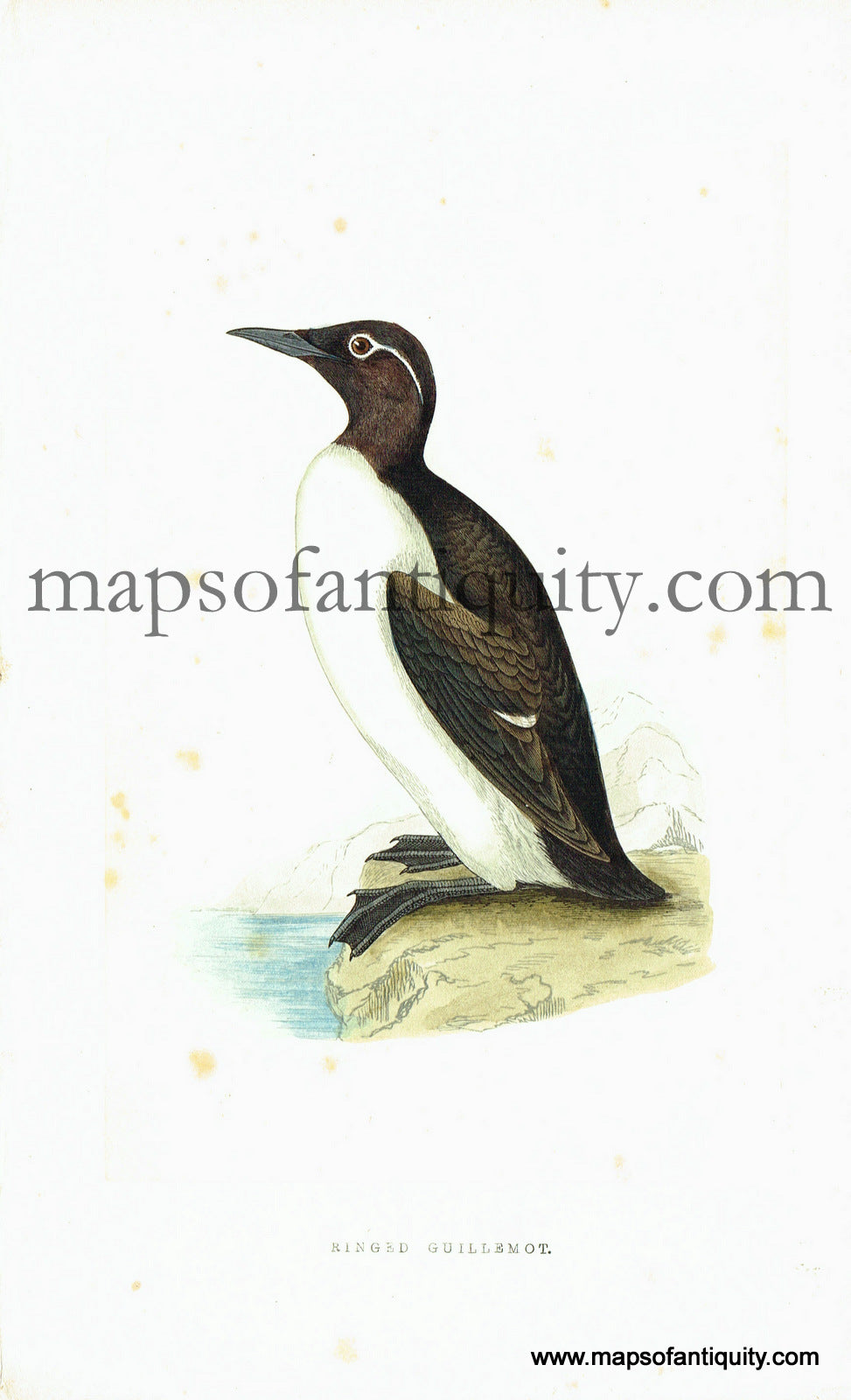 Antique-Hand-Colored-Engraved-Illustration-Ringed-Guillemot-Antique-Prints-Natural-History-Birds-c.-1860-Morris-Maps-Of-Antiquity